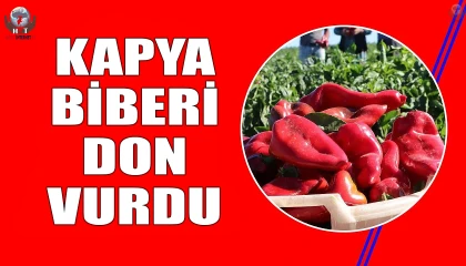 İhracat için yetiştirilen kapya biberi don vurdu