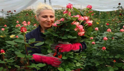 İthal gül, yerli gülün fiyatını düşürdü