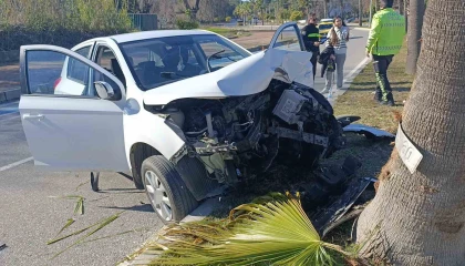Kontrolden çıkıp palmiye ağacına çarptı, otomobilin plakası ağaca yapıştı