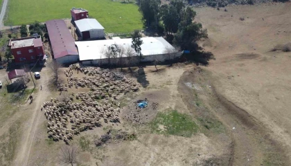 Koyun ve kuzuların muhteşem buluşması