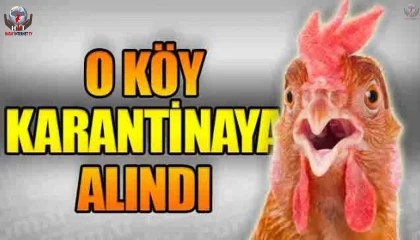 Kuş vebası görülen mahallede 338 kanatlı hayvan itlaf edildi