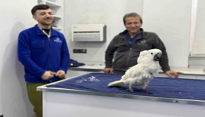 Mersinde veterinerlerin dans ettiği papağan sosyal medyada viral oldu