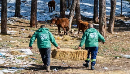 Mersinde yılkı atları için doğaya yem bırakıldı