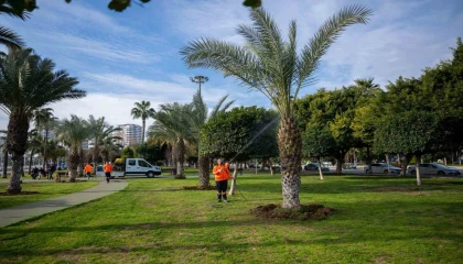 Mersinin simgesi palmiyeler zararlılara karşı korunuyor