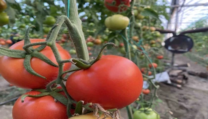 Ocakta domatesin miktarı da fiyatı da arttı