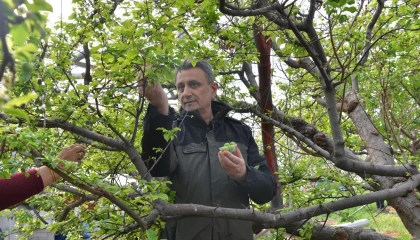 ORKÖY desteğinde üretilen eriklerin hasadı yapıldı