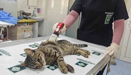 Osmaniye Belediyesi, sahipsiz sokak kedilerini ücretsiz kısırlaştırıyor