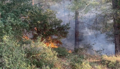 Osmaniyede orman yangını