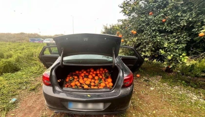 Otomobiliyle portakal çalan şüpheli tutuklandı