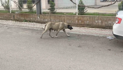 Sokak köpekleri kadına saldırdı: O anlar kamerada