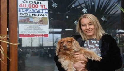 Sokak sokak afiş asarak aradığı İngiliz Cocker cinsi köpeğini getirene 40 bin TL ödül verecek