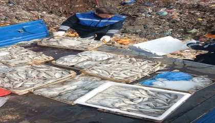 Tarsusta 16 kasa balık imha edildi