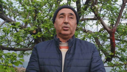 Türkiyede en erken erik hasadının yapıldığı Mersin, seralarıyla ihracat talebine yetişemiyor