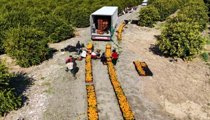 Zirai don uyarısı sonrası mandalina hasadı hız kazandı