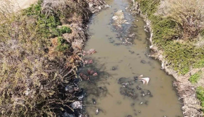 Adanada dere yatağı at ve eşek atıklarıyla dolu