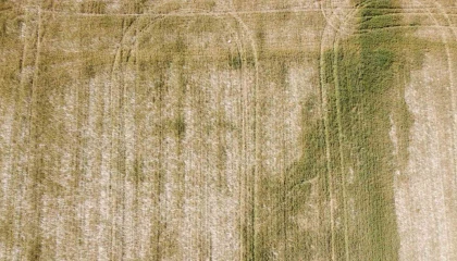 Adanada üzücü manzara: Kuraklık ve susuzluk buğdayı büyümeden tarlada kuruttu