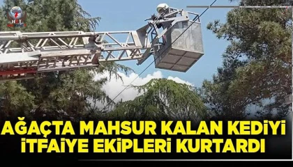 Ağaçta mahsur kalan kediyi itfaiye kurtardı