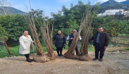 Alanyada 7 üreticiye dut fidanı desteği