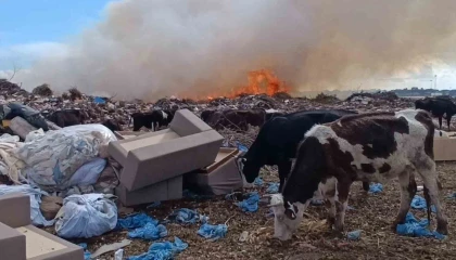 Alevlere aldırmayan inekler otlamaya, çoban ise yangını izlemeye devam etti