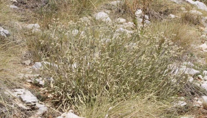 Antalyada dünya literatürüne yeni bir bitki kazandırıldı