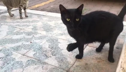 Antalyada kayıp kara kediler bilmecesi