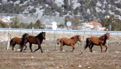 Antalyada yılkı atları havadan görüntülendi