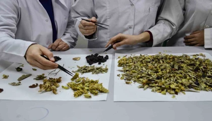 Bilimsel araştırma yapıldı: Kış çayları yarardan çok zarar verebilir