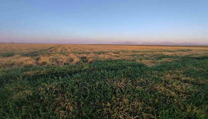 Buğdayı don ve kuraklık vurdu