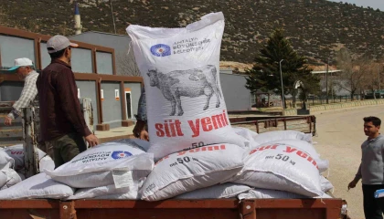 Büyükşehirin üreticilere yem desteği sürüyor