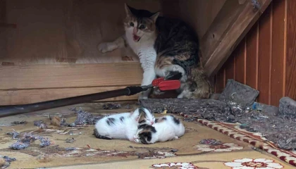 Camiye sığınan kedi ve yavruları koruma altına alındı