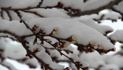 Çiçek açan erik ağaçları karla birleşince kartpostallık görüntüler çıktı