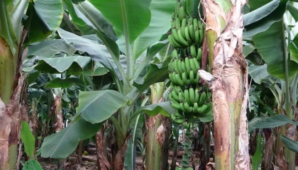 Çukurovada yetişen tropikal ürünler hem ekonomiye hem de tarıma katkı sağlıyor