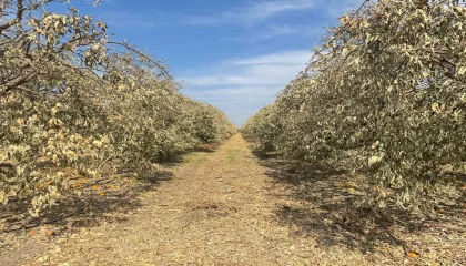 Çukurovada zirai don felaketi: Acil destek çağrısı