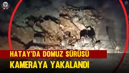 Domuz sürüsü kameraya yakalandı