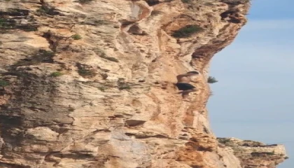 Falezlerden atlamak için ölümü göze aldı