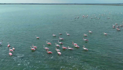 Flamingoların görsel şöleni