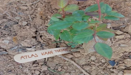Gazipaşada, Boludaki otel yangınında ölen 36 çocuk anısına gül dikildi