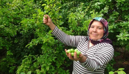 Hasada 8 bin TL ile başlanan erikte fiyat 400 TLye kadar düştü
