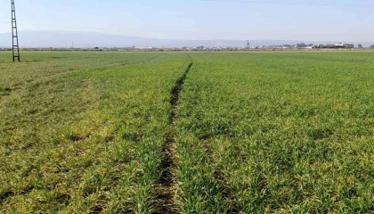 Hatayda yaşanan kuraklık Amik Ovasında üretimi olumsuz etkileyecek