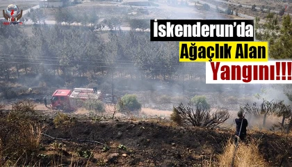 İskenderunda ağaçlık alan yangını