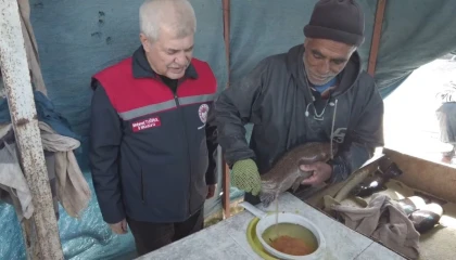 Ispartada Alabalık sağımı tamamlanıyor: 110 Milyon yavru üretildi