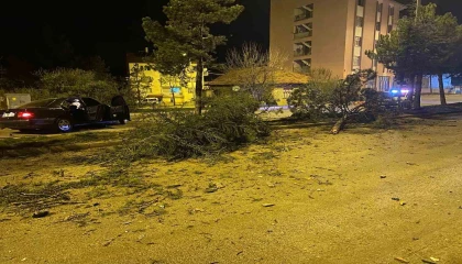 Ispartada otomobil refüje çarparak 3 ağacı devirdi: 1 yaralı
