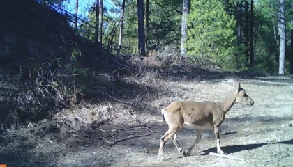 Ispartada yaban keçileri fotokapana yansıdı