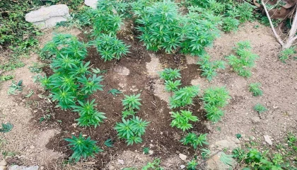 Jandarma baskınıyla ortaya çıktı: Evinin bahçesini uyuşturucu tarlasına çevirmiş