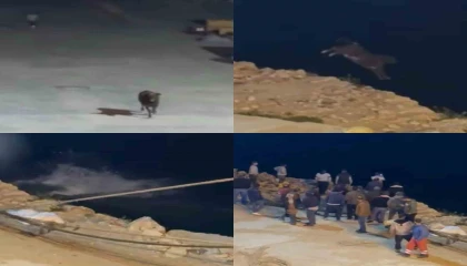 Kaçan angus denize balıklama atladı... O anlar kamerada