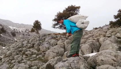 Kahramanmaraşta çiriş otu sezonu başladı