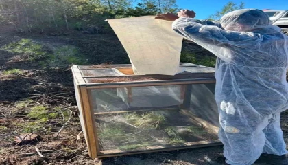 Kızılçam ağaçlarında çam kese böceği ile mücadele