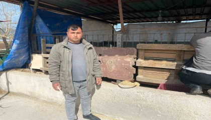 Koyunları telef eden sokak köpekleri ahırda uyuyakaldı