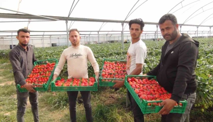Mersinde çilekte zirai dondan olumsuz etkilendi