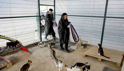 Mersinde gönüllüler patili dostlarına destek oluyor